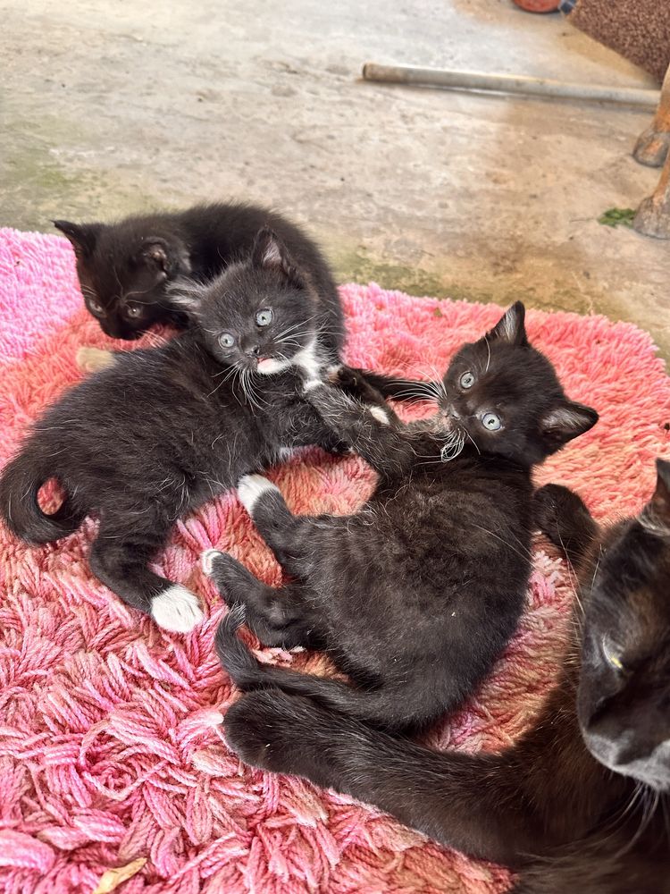 Віддам в добрі руки кошенят