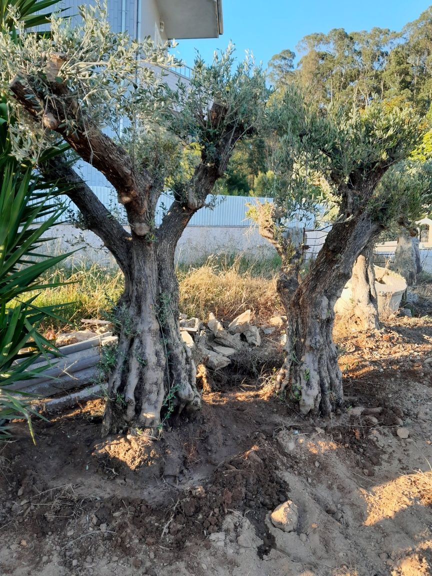 Oliveiras centenarias