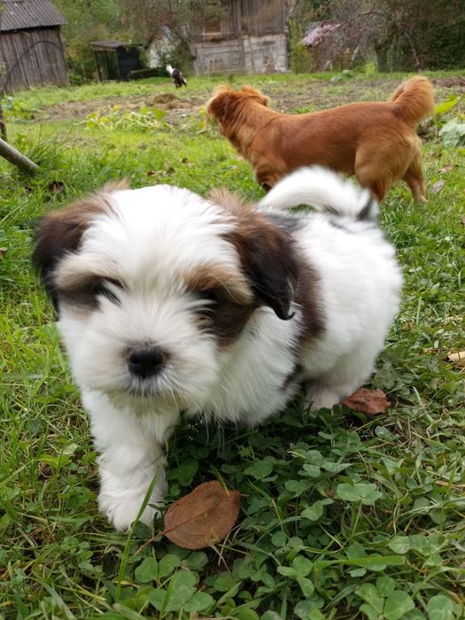 Продам маленькі собачки