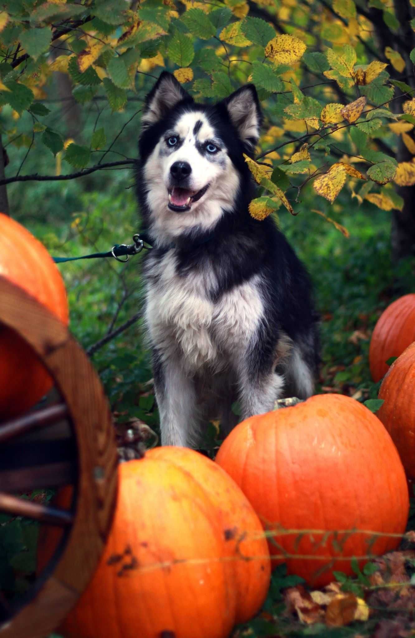 Niezwykle piękna, długowłosa suczka husky szuka domu