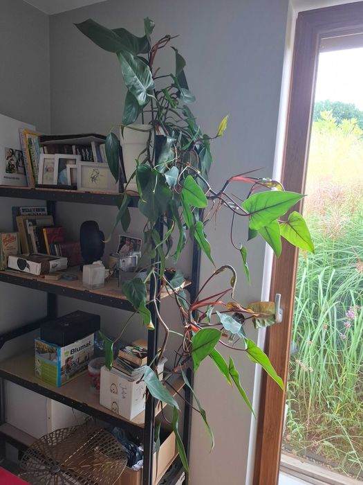 duża ceramiczna doniczka i filodendron red emerald