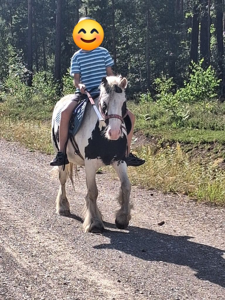 Klacz Tinker na sprzedaż