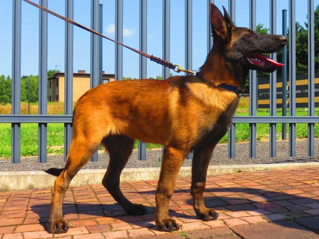 Owczarek Belgijski Malinois Suczka