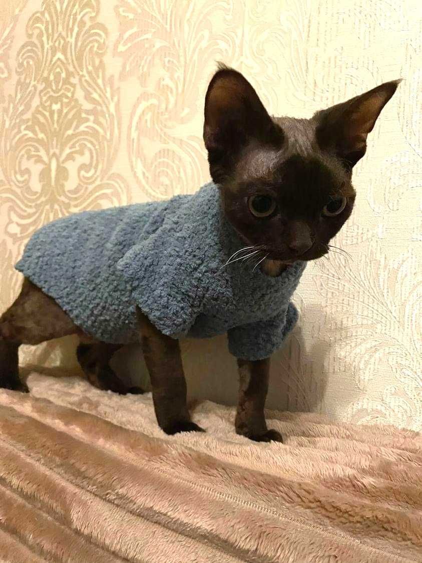 Плюшевые свитера, кофты на кошек, собак. Красивая одежда для сфинксов.