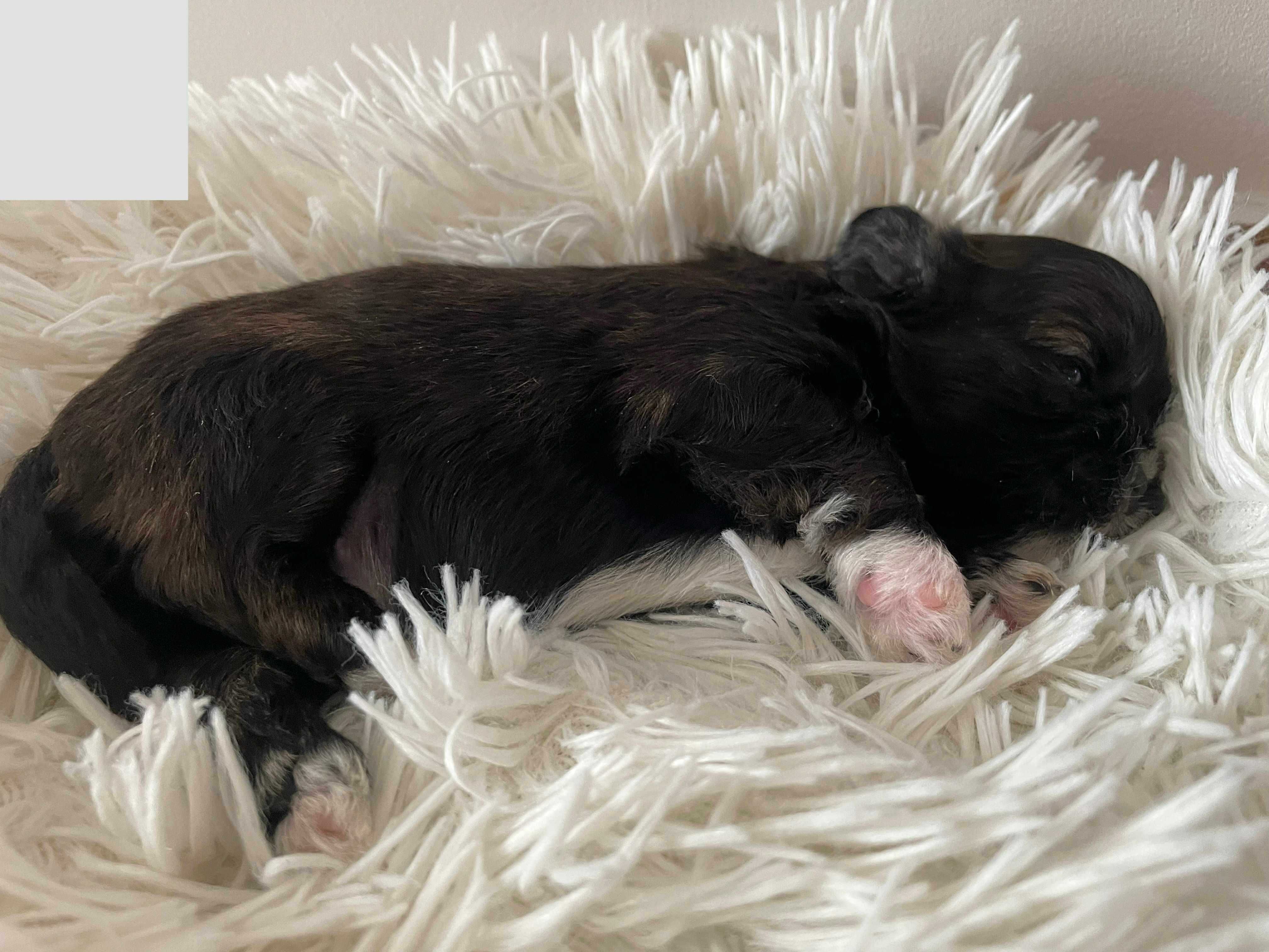 Shih tzu z rodowodem Benji