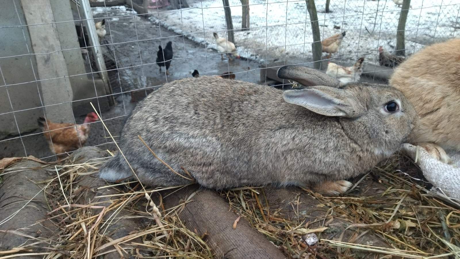 Кролі / самці на плід