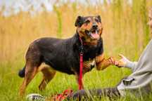 Nora , suczka w typie rottweilera do adopcji z fundacji