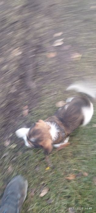 Oddam pieski będą małe