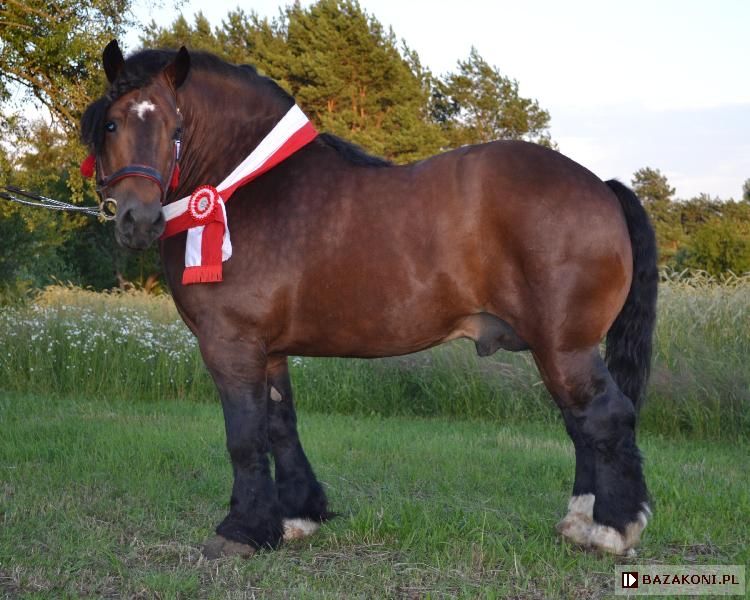 Ogier Zimnokrwisty Gajowy 87pkt