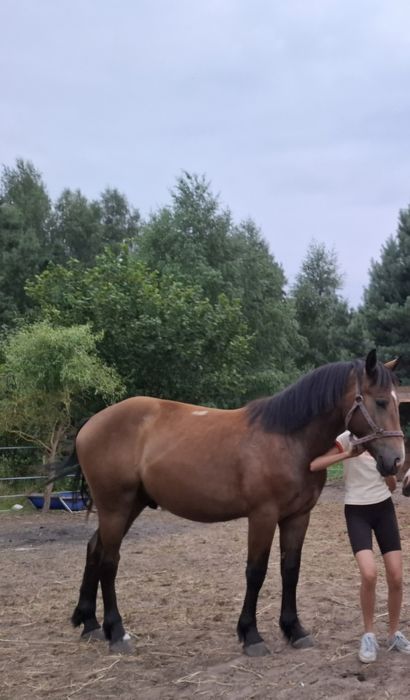 sprzedam rocznego wałacha