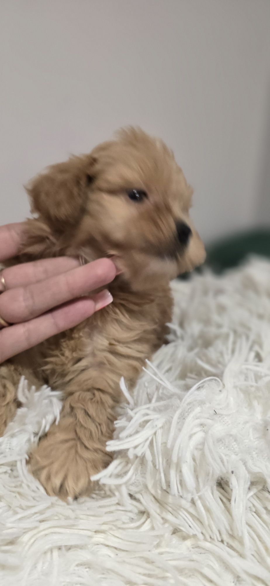Maltipoo piesek red red-brown xxs