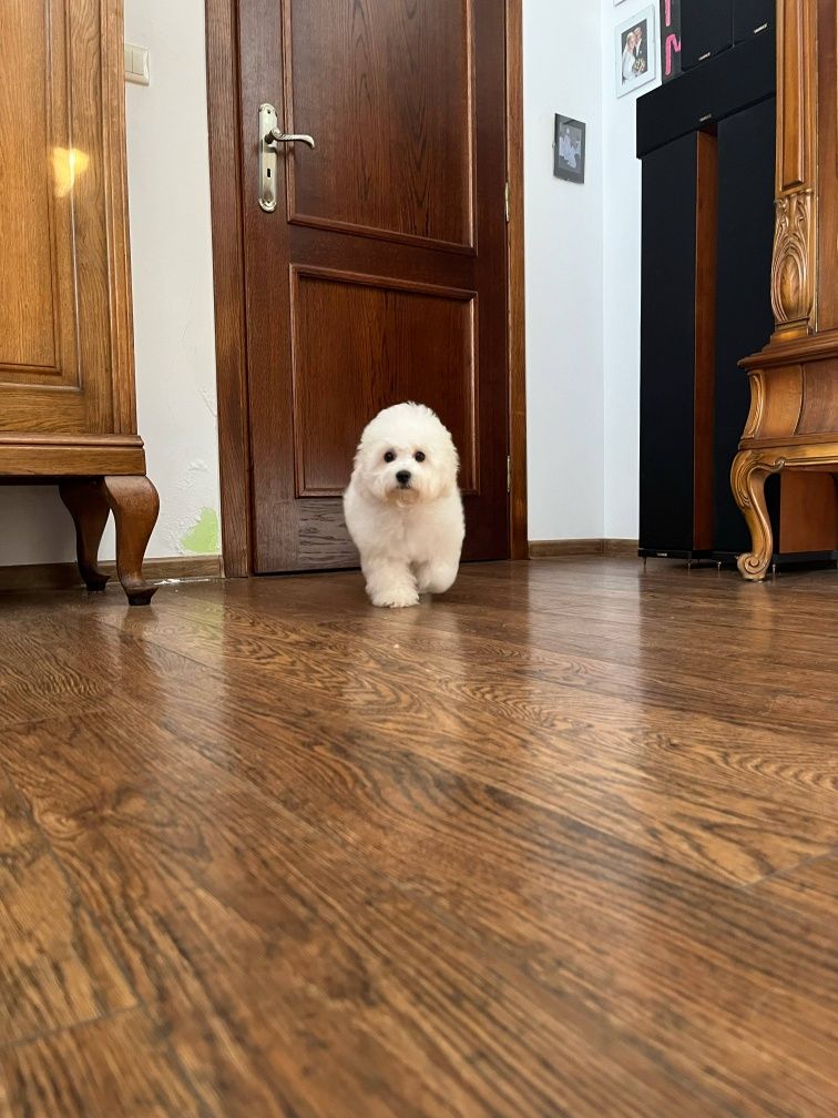 Bichon frise FCI samiec gotowy do odbioru