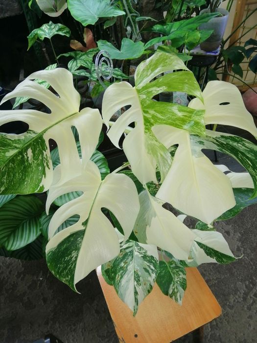 Монстера альба взрослое растение.