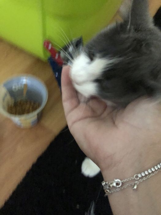 Gatinho com 3 meses