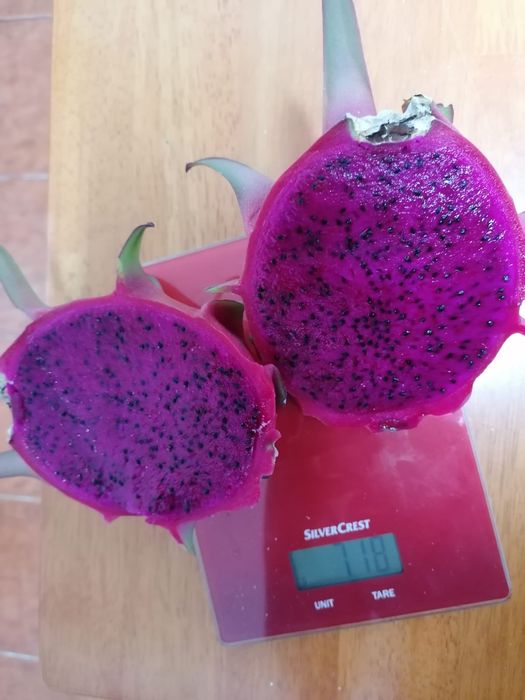 Fruta do dragão PITAYAS