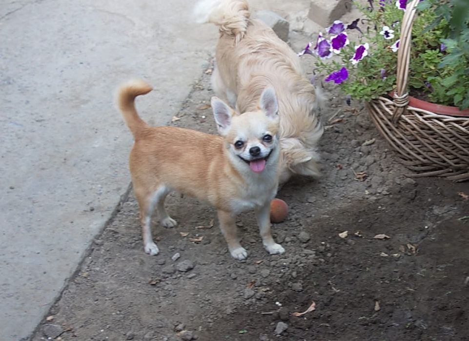 Девочка КСУ в любимицы. Питомник КСУ