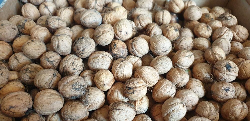 Orzechy włoskie 10kg ekologiczne