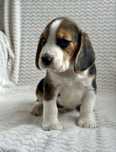 Piękny Beagle Tricolor szuka kochającego domu!