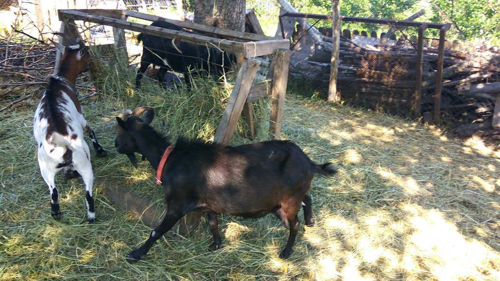 Камерунські козочки