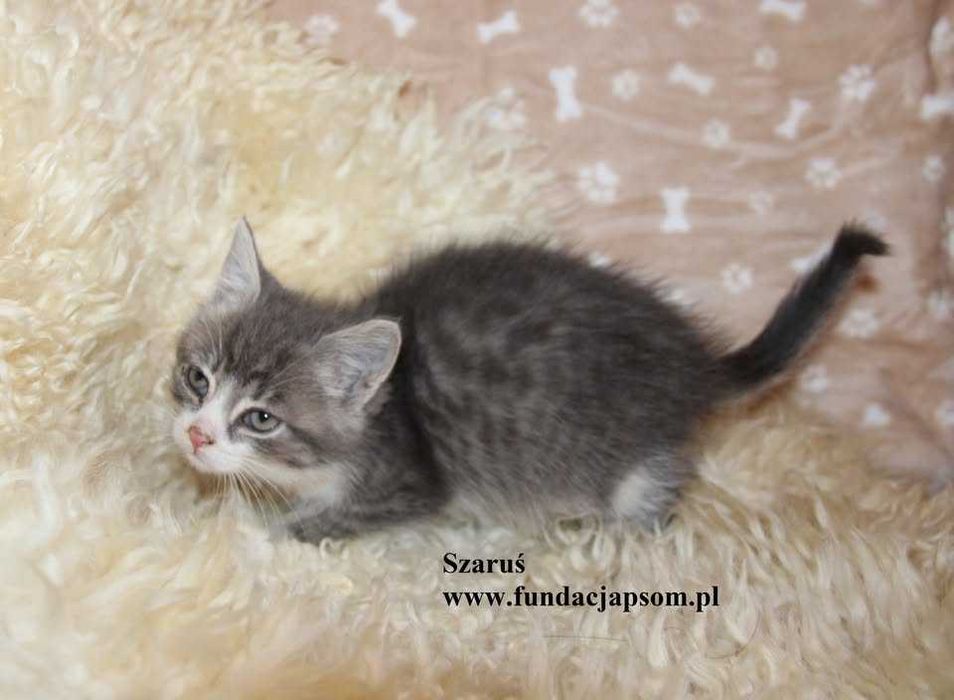 Szaruś, piękny chłopczyk