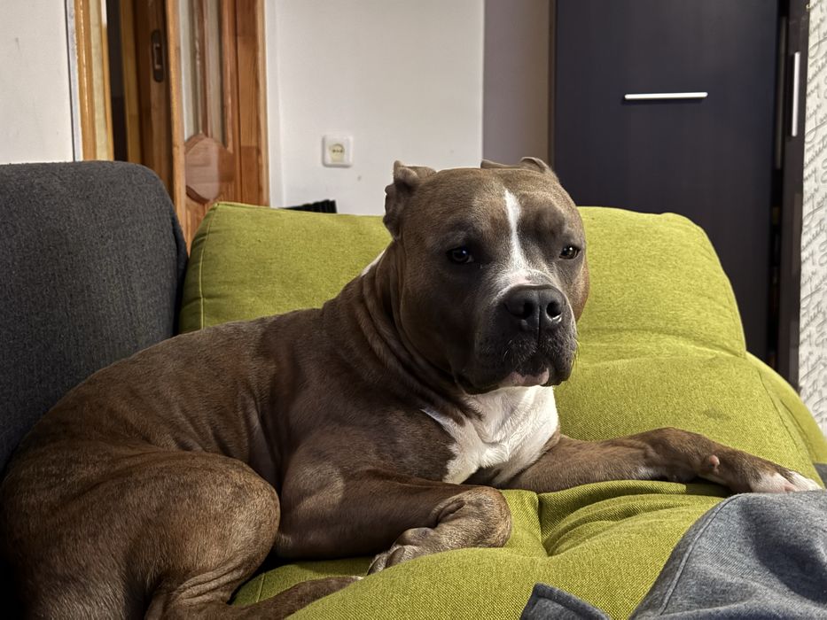 Вязка Злучка Амстаф стафф американський стафорширдський