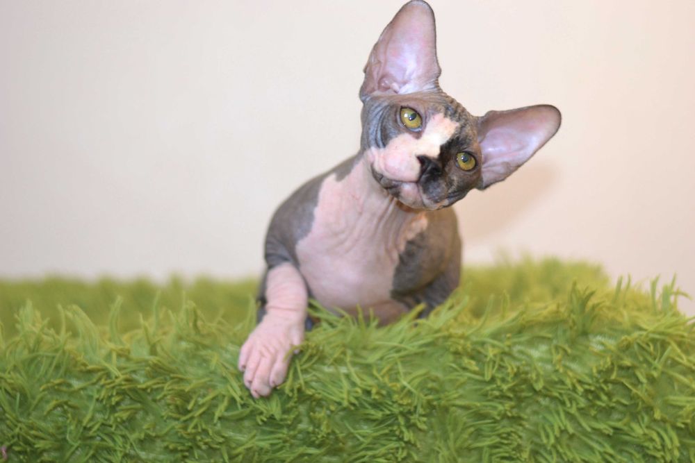 Канадський сфінкс,  хлопчик