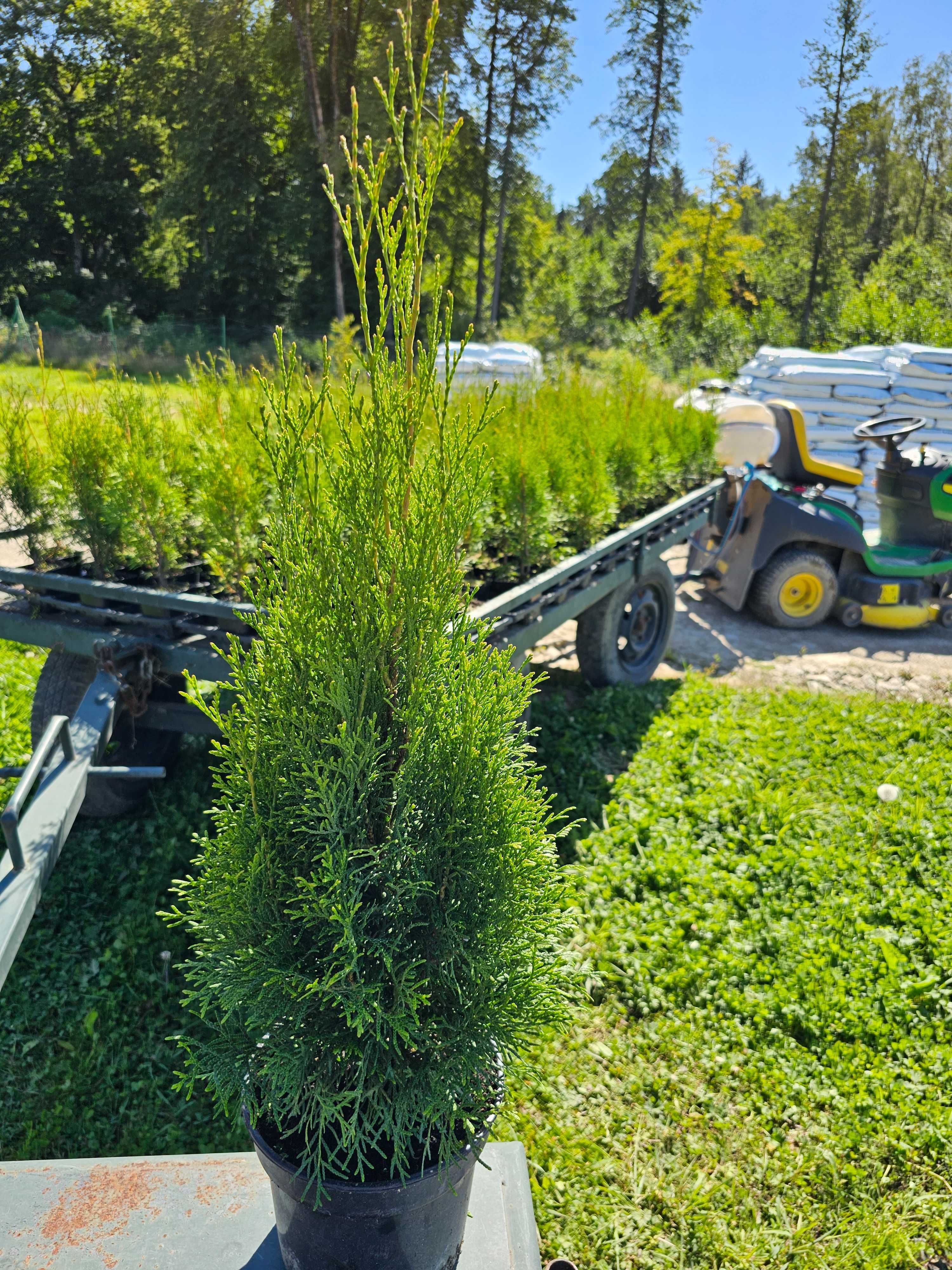 Tuja szmaragd 50 70cm Węgorzewo