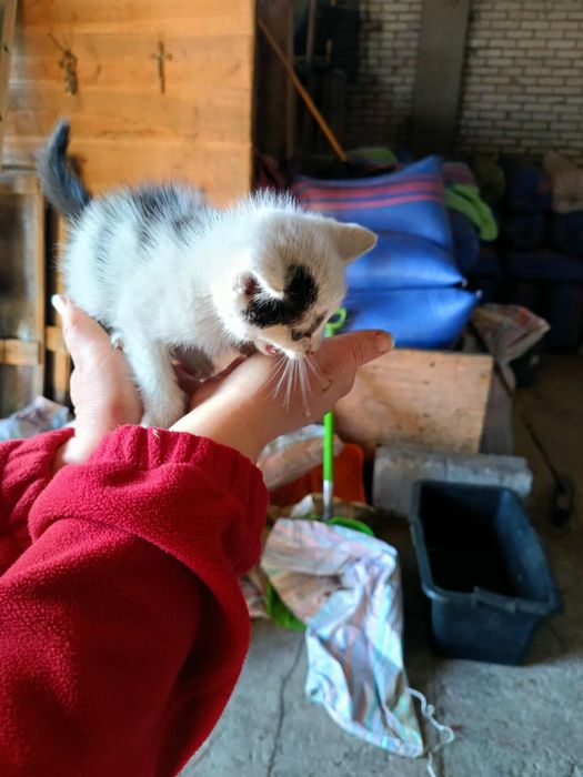 Kotki szukają domów