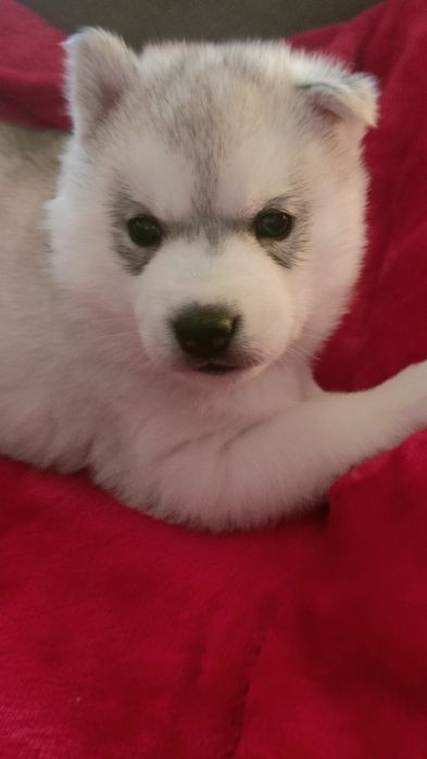 Szczenięta siberian husky najwyższej klasy ZKwP FCI