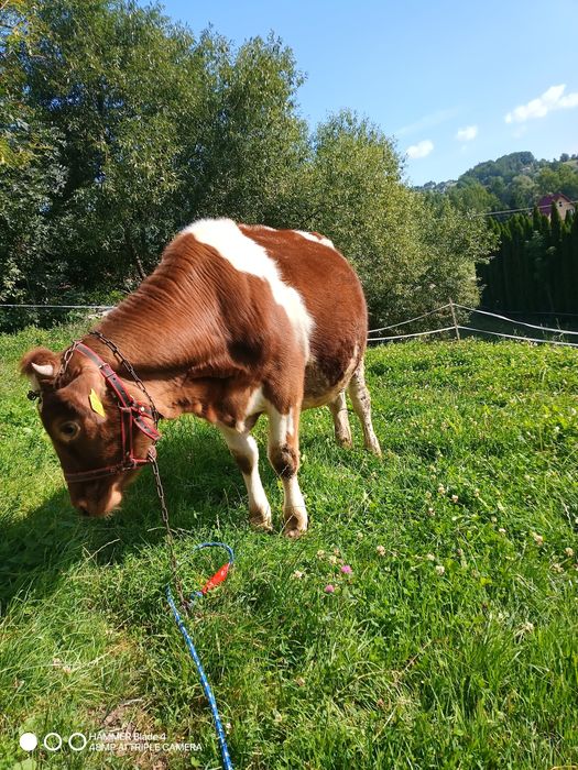 Sprzedam jałówkę RW