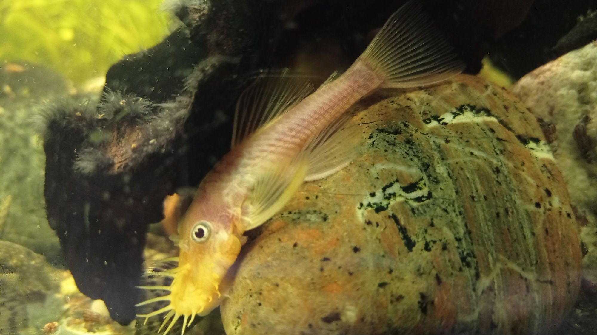 Glonojady ancistrus dolichopterus zbrojnik niebieski