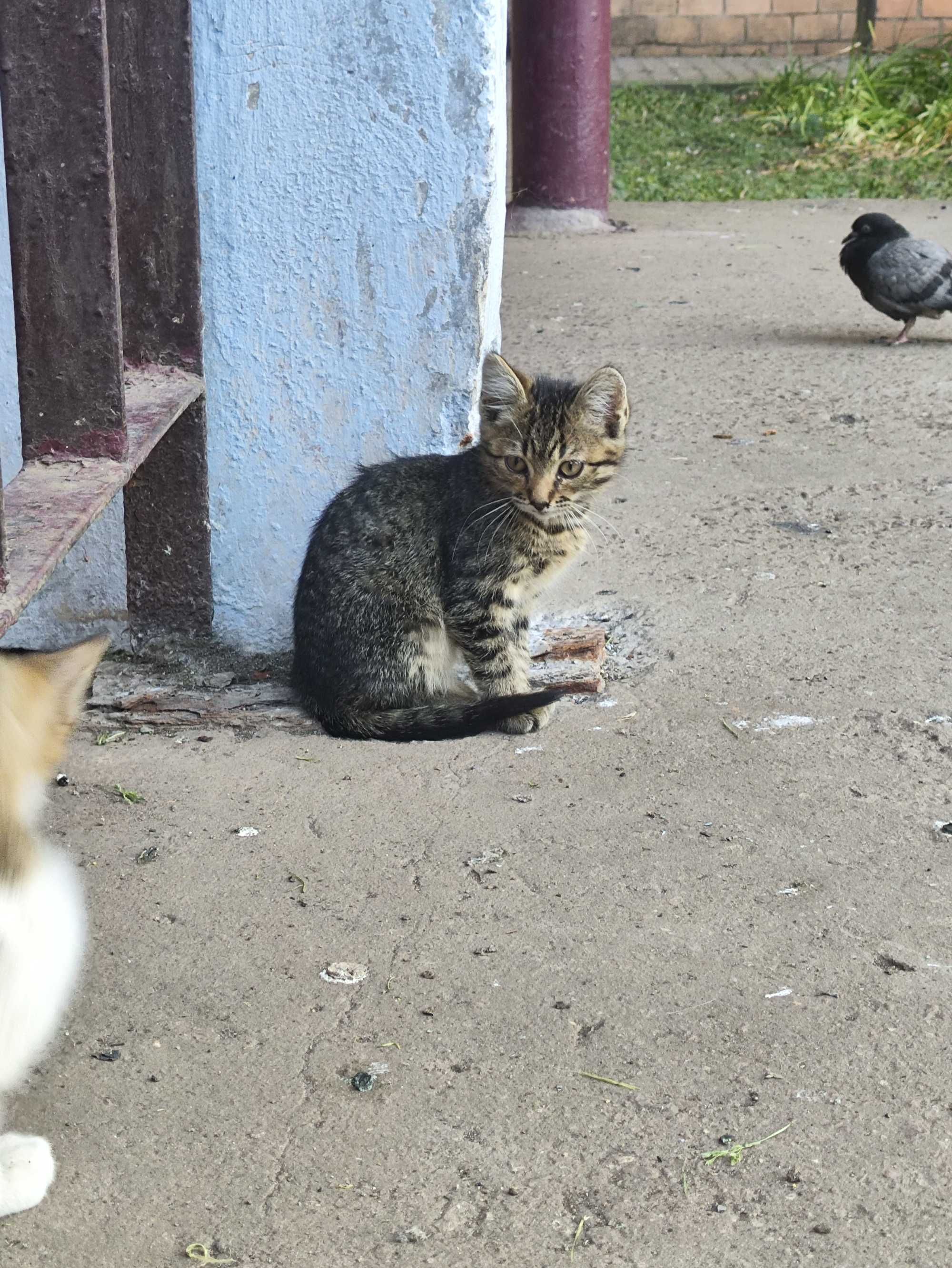Котята кошеня шукає маму