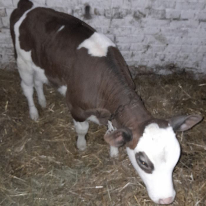 Продам теличку на корову.