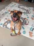 Gordon, złoty amstaff do adopcji 3 lata