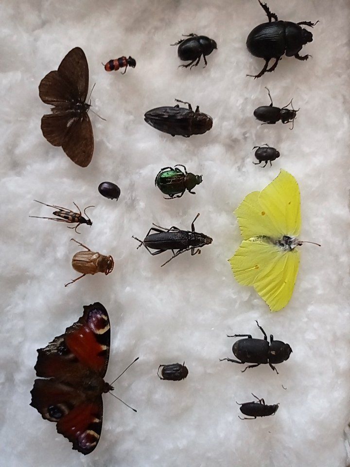 Колекції комах жуки метелики