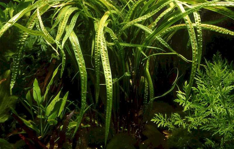 Cryptocoryne Crispatula RARYTAS