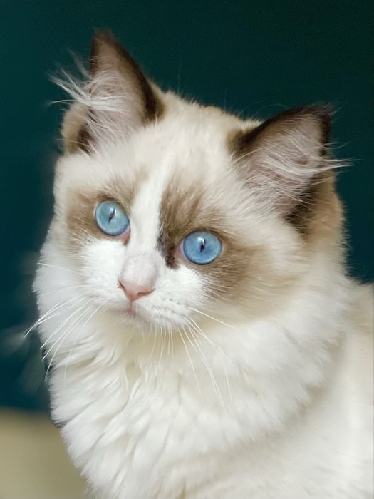 Młodziutka kotka do hodowli - rodowód FIFE/FPL