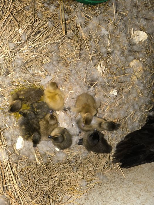 Patos de mutação filhos dos pais das fotos
