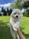 Piękny szczeniaczek Samojed/ Samoyed