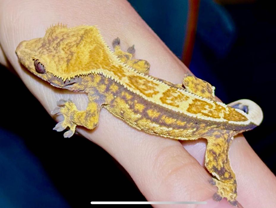 Gekon orzęsiony Crested gecko, piękny Pinstripe, OKAZJA!
