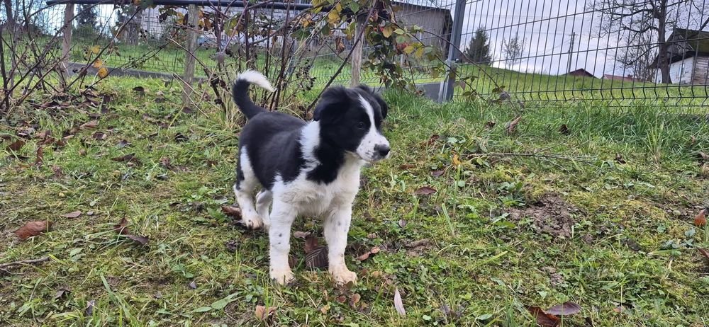 Sprzedam suczkę Border collie