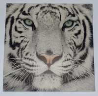 Duży Obraz na płótnie Tygrys