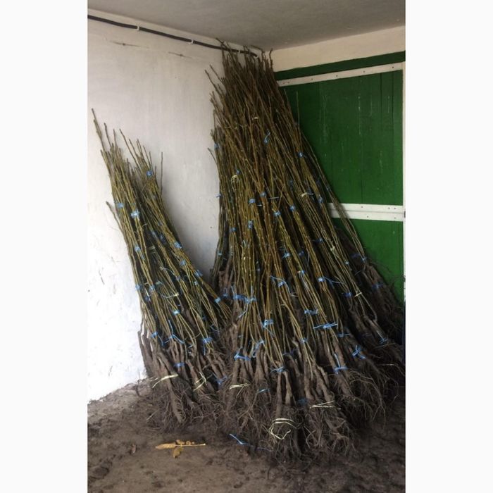 Кочерженко. Буковинська бомба. Саджанці горіха. Саджанці Ідеал