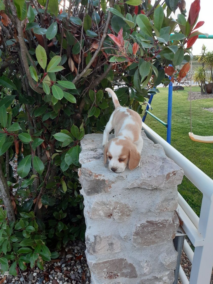 Beagle Bicolor Macho