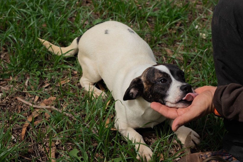 Cães para adoção