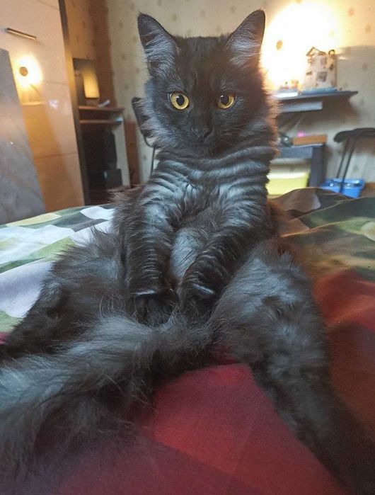 В'язка котів у Пісочині