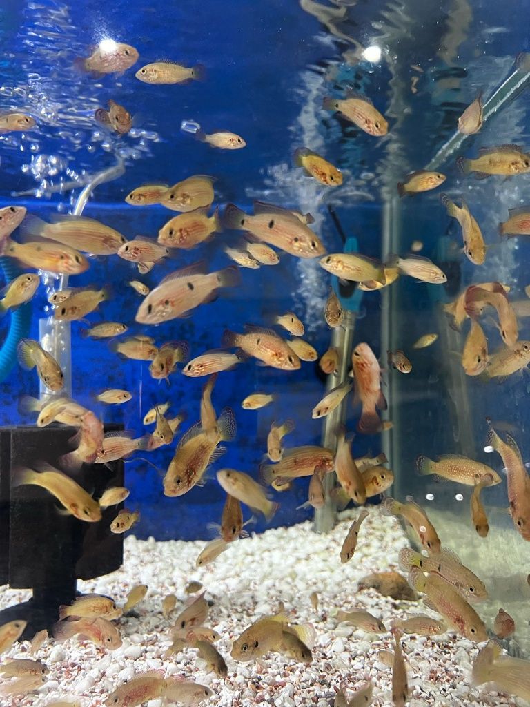 Ciclídeo Jóia (Hemichromis bimaculatus)