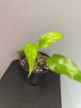 Epipremnum Pinatum Skeleton Key