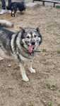 Alfa sunia w typie Husky szuka domu