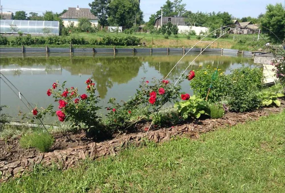 Власне озеро виноградники теплиця сад Бориспольскій р-н Вороньків